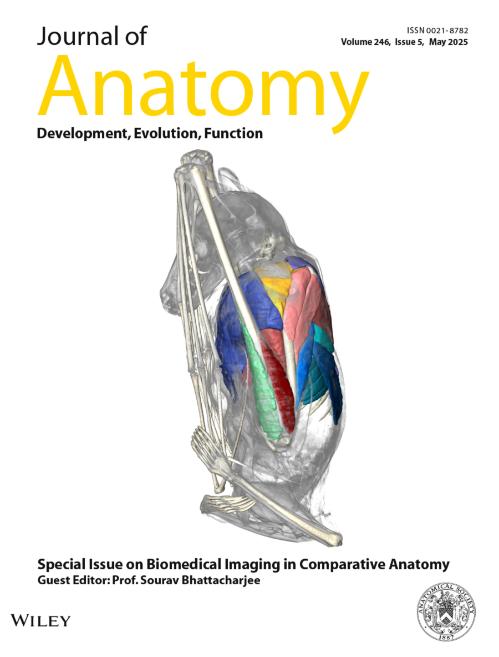 Cover of the Journal of Anatomy, Volume 246, Issue 5, May 2025. The cover features a 3D biomedical image of a small mammal (likely a rodent) with highlighted muscle groups in various colors. The issue focuses on 